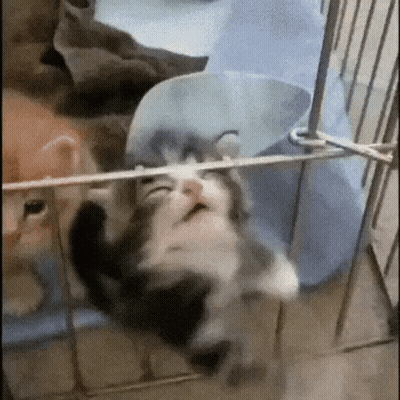 Kitten Hanging Upside Down In Cage With Rope GIF