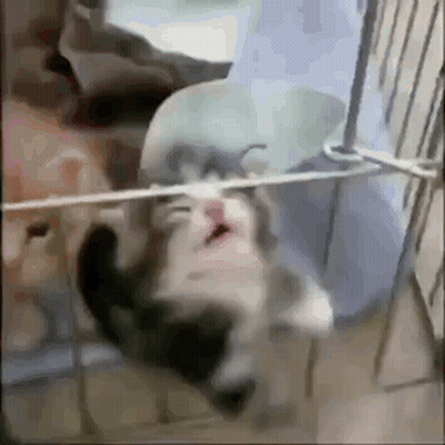 Kitten Hanging Upside Down on Clothesline