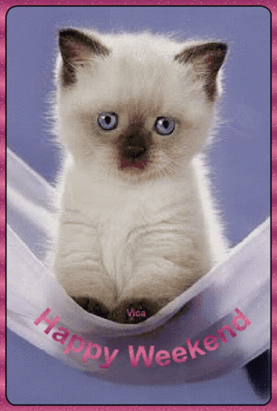 Kitten Happy Weekend GIF