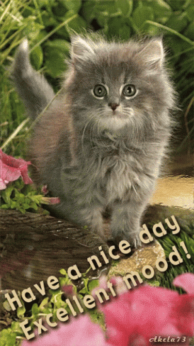 Kitten Have A Nice Day Excellent Mood GIF