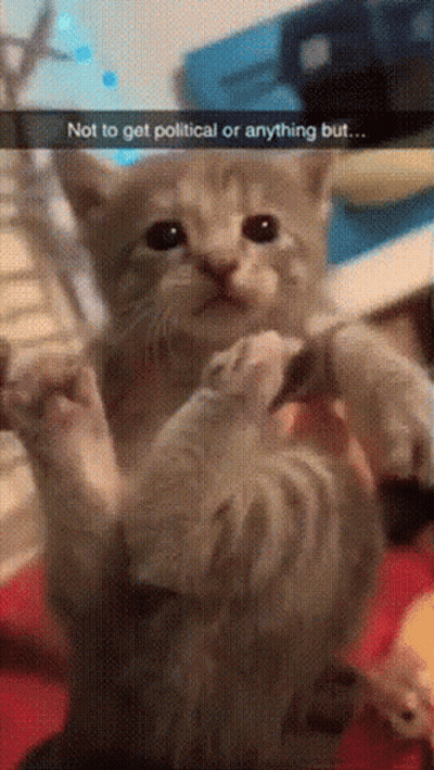 Kitten Held By Person Saying Not To Get Political Or Anything But GIF