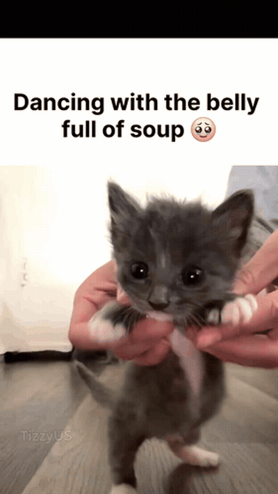 Kitten Held Dancing With Belly Full Of Soup GIF