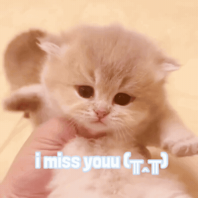 Kitten Held In Hand I Miss Youu T.T GIF