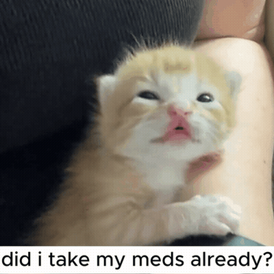 Kitten Held With Caption Did I Take My Meds Already GIF