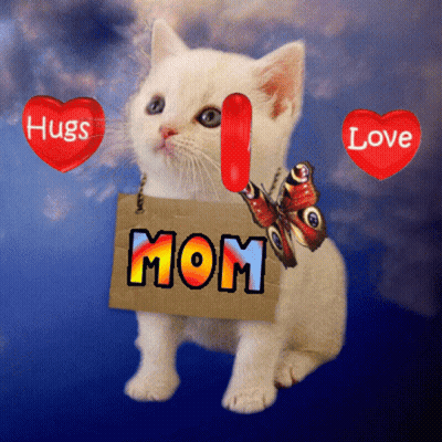 Kitten Holding Mom Sign GIF