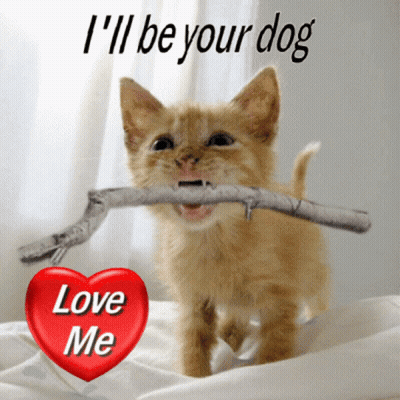 Kitten Holding Stick With Heart Saying Love Me GIF