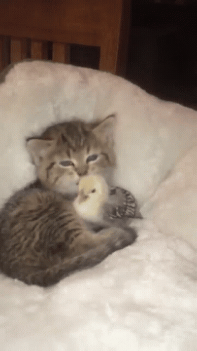 Kitten Holding White Bird On White Blanket GIF