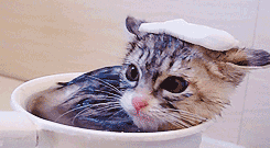 Kitten Hot Bath GIF