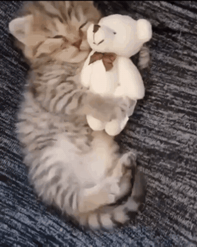Kitten Hugging Teddy Bear GIF