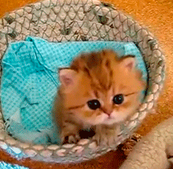 Kitten In Basket GIF