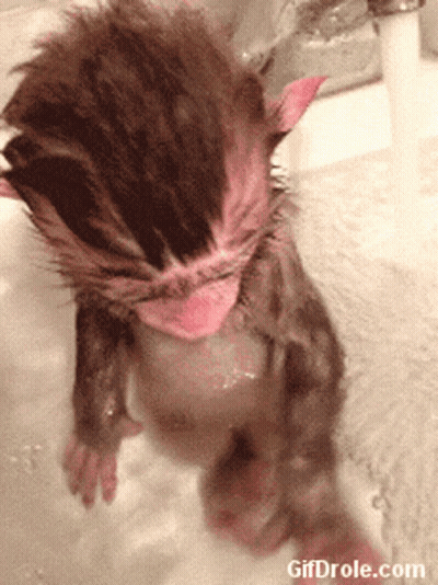 Kitten In Bathtub GIF