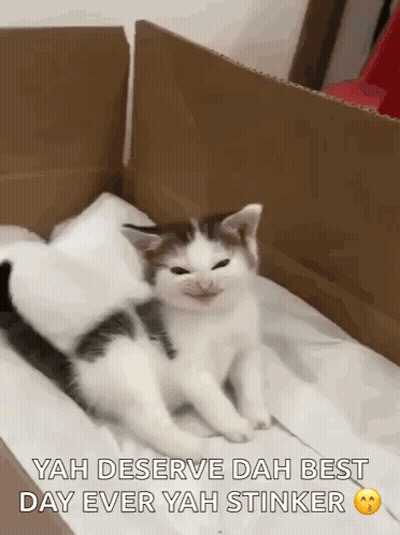 Kitten In Box Saying Yah Deserve Dah Best Day Ever Yah Stinker GIF