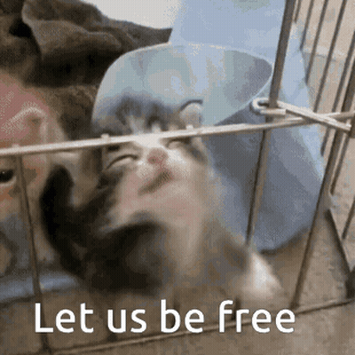 Kitten In Cage Saying Let Us Be Free GIF