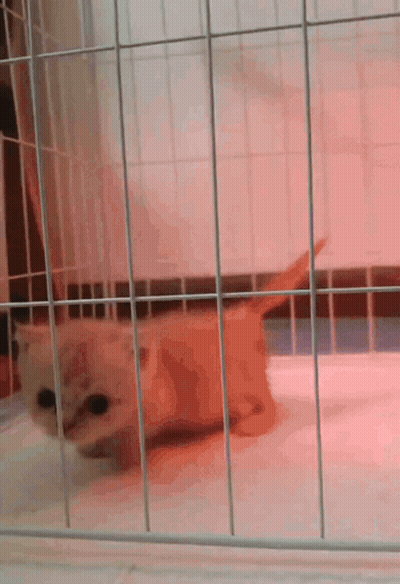 Kitten In Cage With Red Light GIF