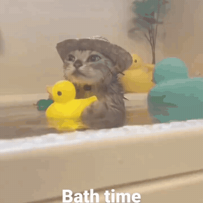 Kitten In Cowboy Hat Taking Bath GIF