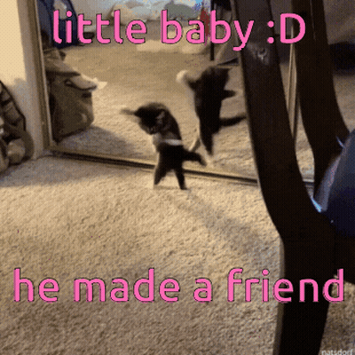 Kitten In Front Of Mirror Says Little Baby D He Made A Friend GIF