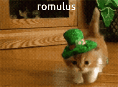 Kitten In Green Hat Romulus GIF