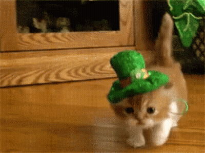 Kitten in Green Leprechaun Hat Walking on Wooden Floor