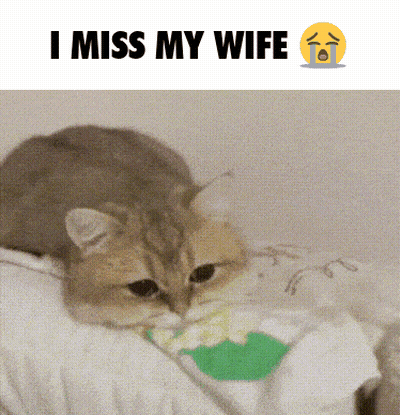 Kitten In Hand Saying Me When No Bablo GIF