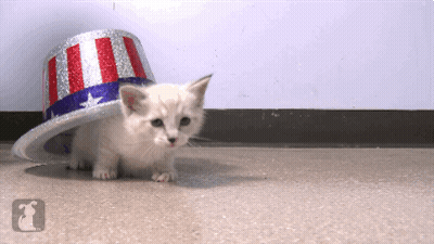 Kitten In Patriotic Hat With Letter I GIF