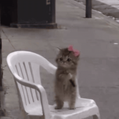 Kitten In Pink Bow Sitting On Chair GIF
