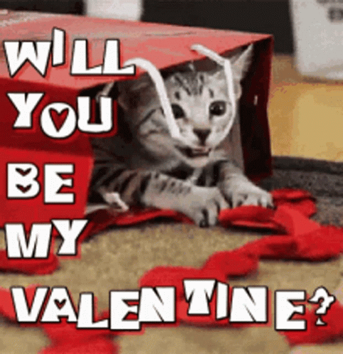 Kitten In Red Bag Will You Be My Valentine GIF