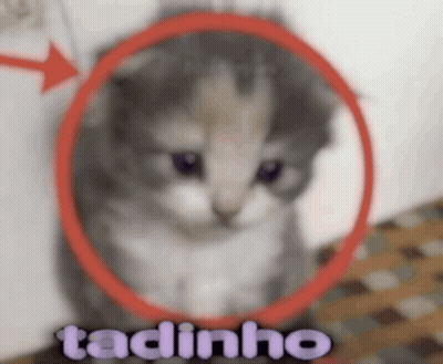 Kitten in Red Circle Taquinho