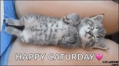 Kitten Laying Back On Lap Happy Saturday GIF