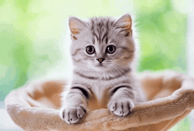Kitten Laying In Basket Looking At Camera Green Background GIF