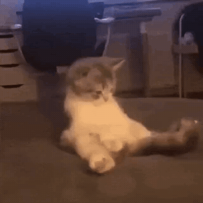 Kitten Laying On Back On Couch GIF