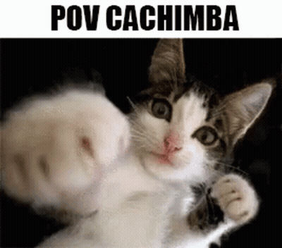Kitten Laying On Back Paws Up POV Cachimba GIF