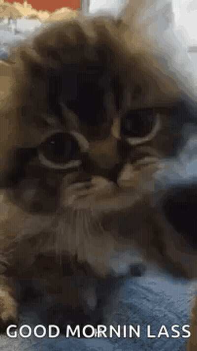 Kitten Laying On Bed Good Morning Lass GIF