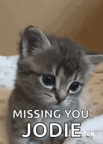 Kitten Laying On Bed Missing You Jodie GIF