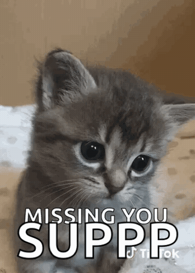 Kitten Laying On Bed Missing You Suppp GIF