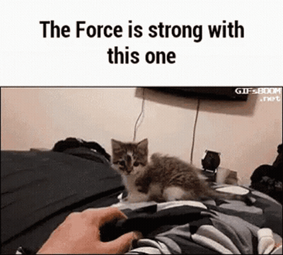 Kitten Laying On Bed Next To Person Holding Controller GIF