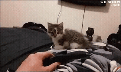 Kitten Laying On Bed Next To Person Holding Remote GIF