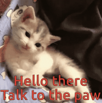 Kitten Laying On Bed Saying Hello There Talk To The Paw GIF