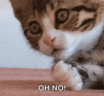 Kitten Laying On Bed Saying Oh No GIF