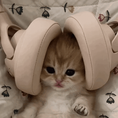 Kitten Laying On Bed With Shoes On Head GIF