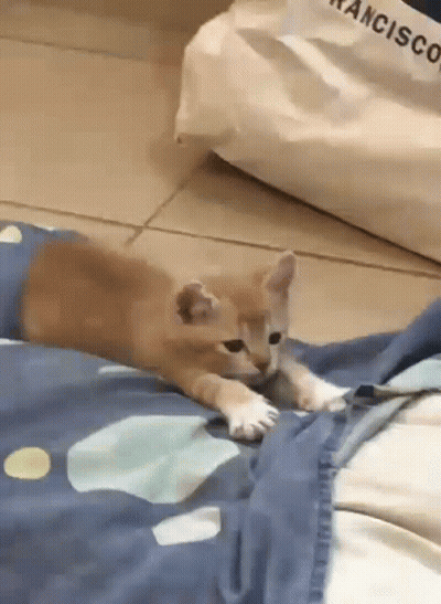 Kitten Laying On Blue Blanket GIF