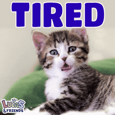Kitten Laying On Green Blanket Saying Tired GIF