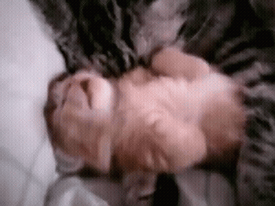 Kitten Laying On Its Back On Bed GIF