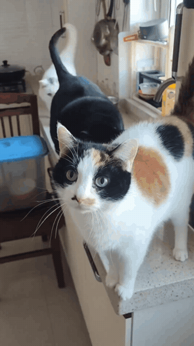 Kitten Laying On Lap Looking At Camera GIF