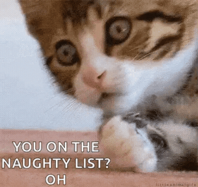 Kitten Laying On Lap Looking At Camera GIF