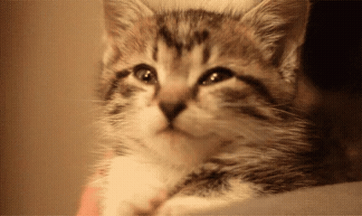 Kitten Laying On Lap Looking Up GIF