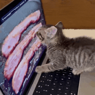 Kitten Laying On Laptop With Bacon On Screen GIF