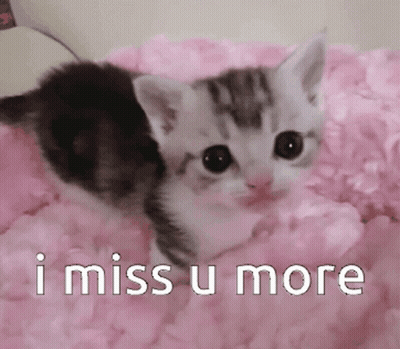 Kitten Laying On Pink Blanket Saying I Miss U More GIF