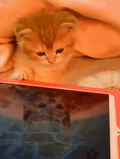 Kitten Laying On Tablet GIF