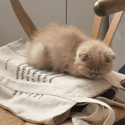 Kitten Laying On Tote Bag Saying A Tee GIF