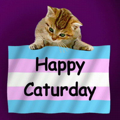 Kitten Laying On Transgender Flag Saying Happy Saturday GIF